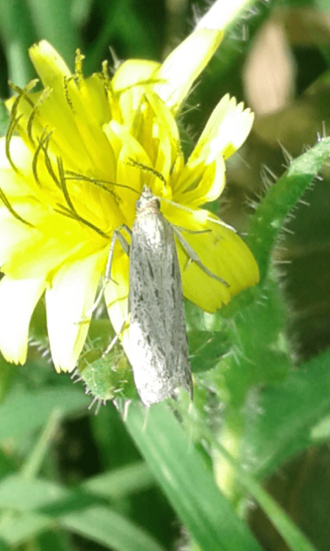 Gelechiidae?  No, Pyralidae Phycitinae sp.